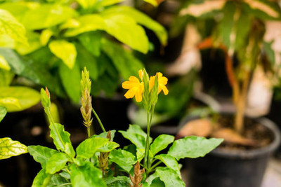 KANAYA kanakambaram-firecracker-crossandra Seed(27 per packet)