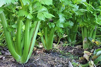 VibeX LX-30 - Tall Utah 52/70 Celery - (750 Seeds) Seed(750 per packet)