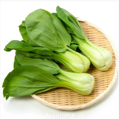 Quentova Pak-Choi Joi Choi Chinese cabbage-PUAS-8L Seed(250 per packet)