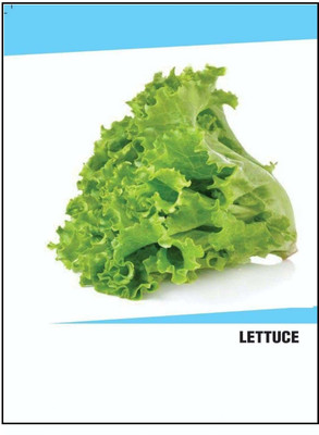 CYBEXIS Hybrid Lettuce Seeds(1000 Seeds) Seed(1000 per packet)