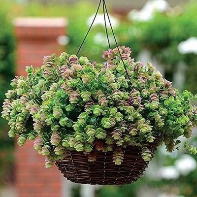 VibeX XLR-57 - Kirigami Ornamental Oregano - (1350 Seeds) Seed(1350 per packet)