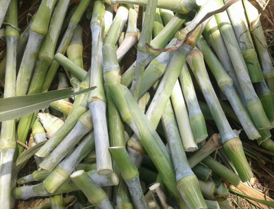 ibains Napier grass cutting Seed(80 per packet)