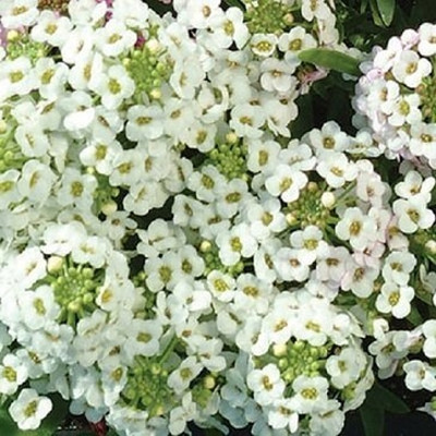 Epazo Allysum Snow White, Allysum Seed(105 per packet)