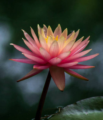 NatureForest lotus,kamal gatta Seed(11 per packet)