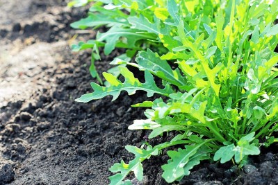 KNESSiN Vegetable, Rocket Wild Grazia-{800 Seeds} Seed(800 per packet)