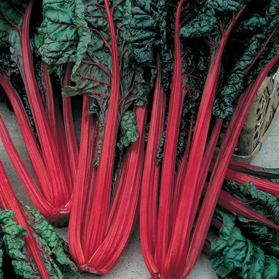 Biosnyg Ruby Red Swiss Chard Seeds-[1000 Seeds] Seed(1000 per packet)