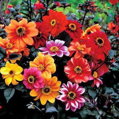 CYBEXIS GBPUT-27 - Bishop's Children Dahlia - (60 Seeds) Seed(60 per packet)
