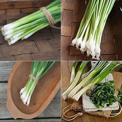 Qualtivate ICRA-2A Bunching Onion(Multi) 4 Varieties Seed(500 per packet)