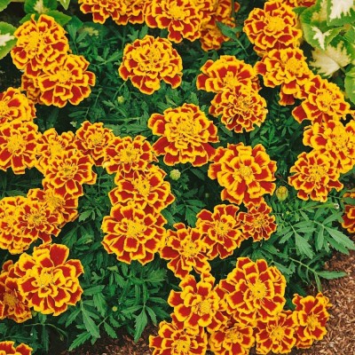 CYBEXIS NBIR-8 - Durango Bee French Marigold - (2250 Seeds) Seed(2250 per packet)