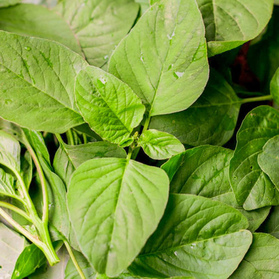 the green dotcom green spinach seed Seed(2450 per packet)