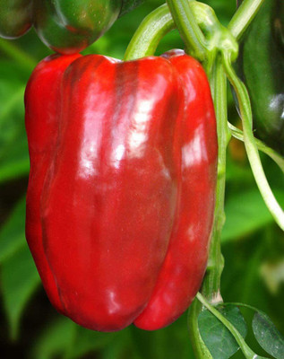 VibeX ® XLR-510 Red Capsicum Giant Pepper Seed(200 per packet)