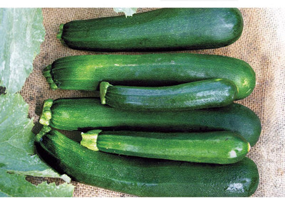 KNESSiN Non Gmo Hybrid Black Beauty Zucchini Summer Vegetable Seeds - (500 Seeds) Seed(500 per packet)