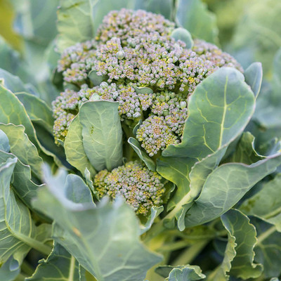WILLVINE TLX-400 Ramoso Santana Broccoli Seeds Seed(200 per packet)