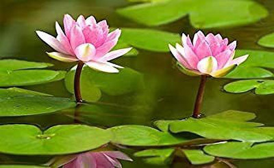 MAA Lotus Seed(45 per packet)