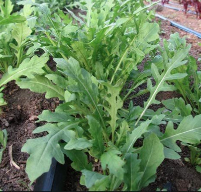 CYBEXIS XLL-1 - Wild Rocket Arugula - (250 Seeds) Seed(250 per packet)
