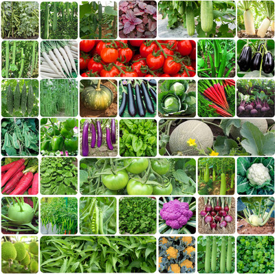 KOLEY TRADING Vegetable Seeds 40 varieties 7400+ Seed(20 g)