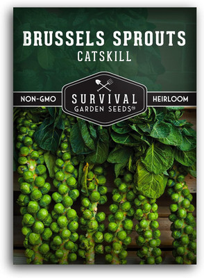 WILLVINE NKR -XI Vegetable Brussel Sprouts F1 Hybrid [50g] Seed(15000 per packet)