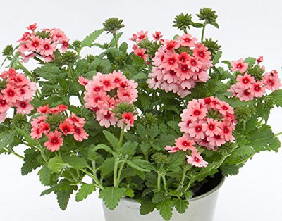 Epazo trailing verbena Seed(15 per packet)