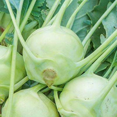 Arshiayat Knol Khol-Giant Biennial-Kholrabi Seed(110 per packet)