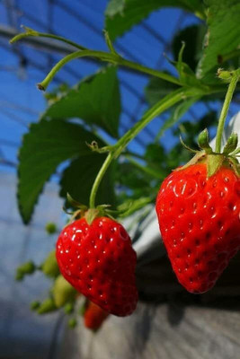 Aywal Good Quality Strawberry Fruit Seed(55 per packet)