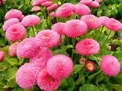 CYBEXIS Flower Seeds Rainbow Chrysanthemum Seed(25 per packet)