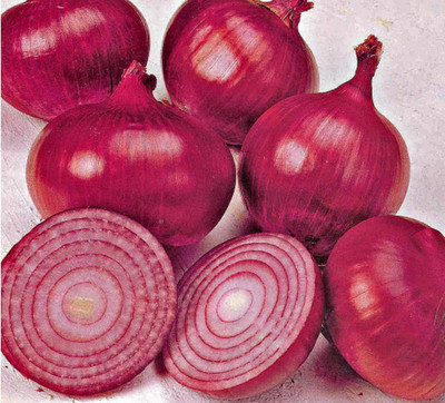 WATIKA Onion Red Baron Rare Seed(1500 per packet)