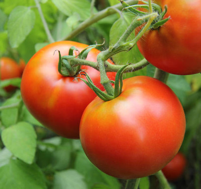 KOLKATA ORCHID ONLINE tomato Seed(145 per packet)