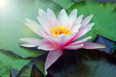 Weird lotus,kamal gatta Seed(11 per packet)