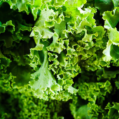 Biosnyg Kale Garden Seeds - Dwarf Siberian-[250 Seeds] Seed(250 per packet)