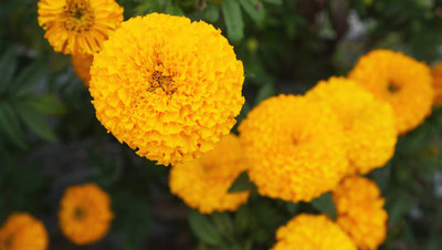 MV Agusta marigold/gende ka phool flower seeds Seed(75 per packet)