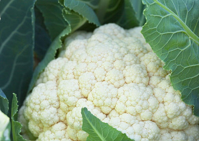 CYBEXIS VXI-36 - HYBRID F1 LUCKY CAULIFLOWER - (150 Seeds) Seed(150 per packet)