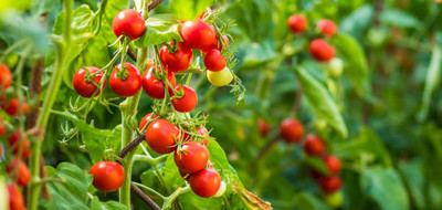 VISHSHUBH tomato Seed(80 per packet)