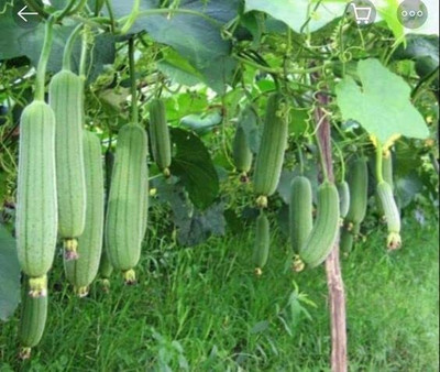 VibeX Imported vegetable Sponge Gourd White F1 Hybrid[10 Gms, 50 Seeds] Seed(50 per packet)