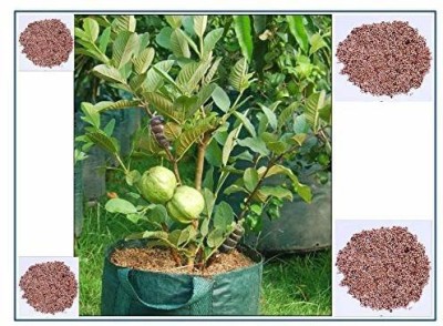 KANAYA Guava, Amrood, Amrud, Psidium, Guajava Seed(25 per packet)