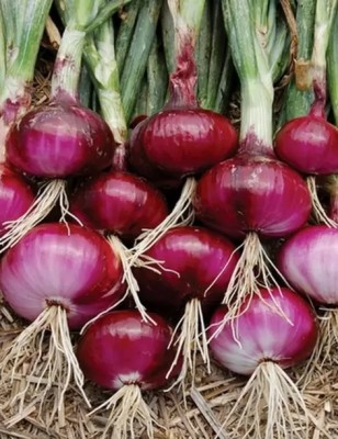 MAA Onion Red, Onion Seed(160 per packet)