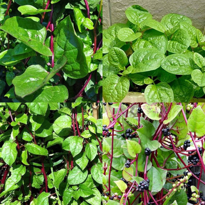 ibains Malabar spinach seeds for planting 47 Seed(47 per packet)