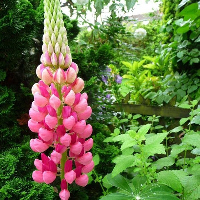 Epazo Lupin Mix Dwarf Flower Seed(12 per packet)