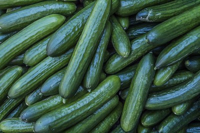 VibeX ® VXI-587 Burpless Hybrid Cucumber Seeds Seed(200 per packet)