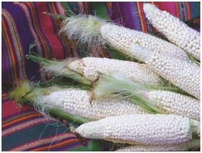 Qualtivate RES-6A Country Gentleman Shoepeg Corn Seed(400 per packet)