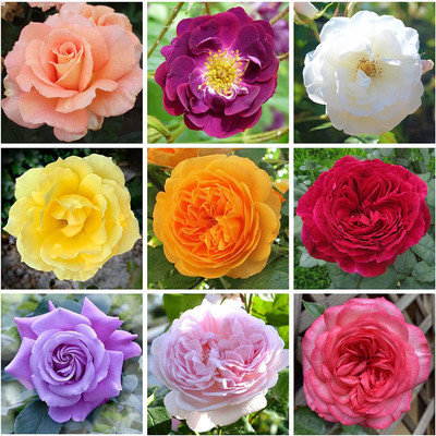 CYBEXIS NDIR-17 - Mix Color Climbing Rose - (300 Seeds) Seed(300 per packet)