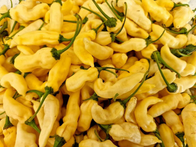 Biosnyg Heirloom Devils Tongue White Chilli Vegetable Seeds for Garden-(2000 Seeds) Seed(2000 per packet)
