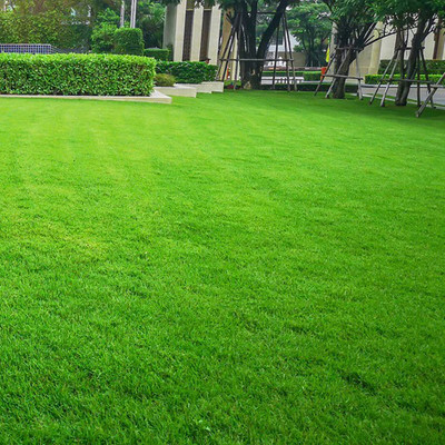 SREE Lawn Grass Seed, Maxican Grass For Garden & Playground, Grass Seed(15000 per packet)