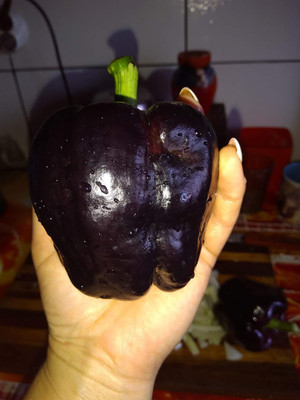 VibeX ® VMR-600 IMPORTED CAPSICUM Black Seed(200 per packet)