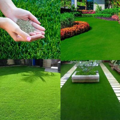 Greenfall American Bermuda Fast-Growing Seed Pack - 5500 Seeds Seed(5500 per packet)