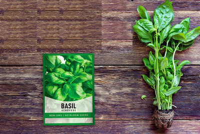 VibeX XLL-86 - Certified Genovese Sweet Basil - (4500 Seeds) Seed(4500 per packet)