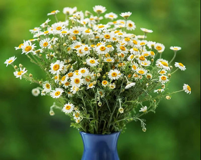VibeX NBIR-76 - German Chamomile - (750 Seeds) Seed(750 per packet)