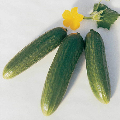 CRGO CUCUMBER , KHEERA Seed(40 per packet)