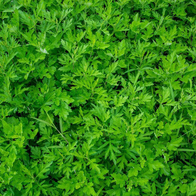 KNESSiN LAX-65 Brassica Juncea Seed(500 per packet)