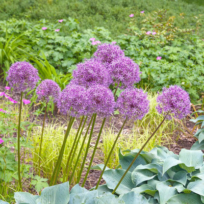 KNESSiN Heat Tolerant Ornamental Onion Seeds for Home Gardening-(2400 Seeds) Seed(2400 per packet)