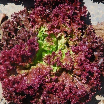 CYBEXIS Coastal Star Lettuce Plant Seeds-500 Seeds Seed(500 per packet)